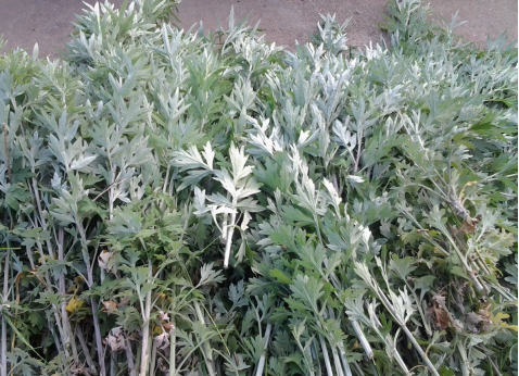 華展貓先生，端午節，垃圾分類